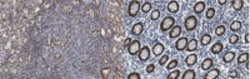 PD-1 Mouse anti-Human, Clone: EH33.1F9.G4.5, MilliporeSigma 100 &mu;g;Unconjugated:Antibodies,